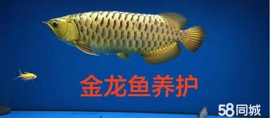 金龍魚怎樣養(yǎng)金質最厚重的魚苗：如何養(yǎng)出金質最厚重的金龍魚 龍魚百科 第3張