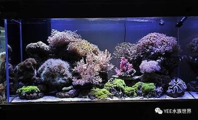 淡水哪里有賣魚缸的：如何選擇一個合適的水族館 魚缸百科 第1張