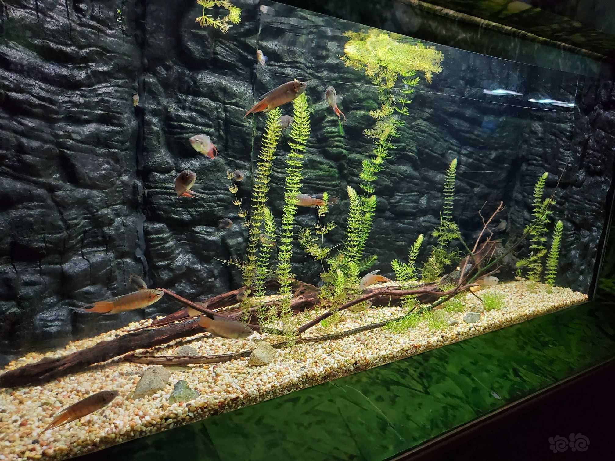 淡水哪里有賣魚缸的：如何選擇一個合適的水族館 魚缸百科 第2張