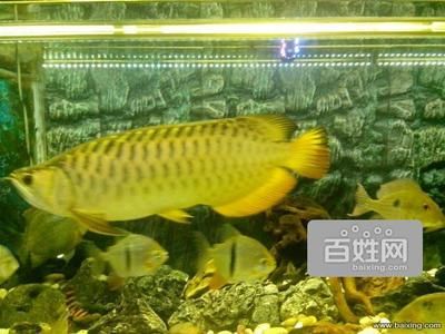 天津龍魚批發(fā)市場地址：天津龍魚批發(fā)市場位置 龍魚百科 第2張