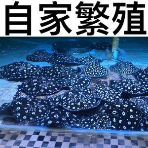 黑帝魟魚多少錢：黑帝魟魚多少錢一對(duì) 魟魚百科 第3張