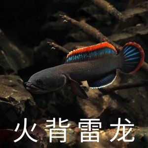 龍魚身上出現(xiàn)血斑怎么辦：龍魚身上出現(xiàn)血斑怎么辦龍魚身上出現(xiàn)血斑怎么辦 龍魚百科 第2張