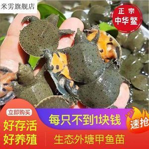 龍魚吃飼料又吐出來怎么辦：龍魚吃飼料后吐出來怎么辦 龍魚百科 第1張