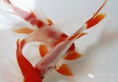 魟魚吃什么食物為主：魟魚吃什么 魟魚百科 第3張