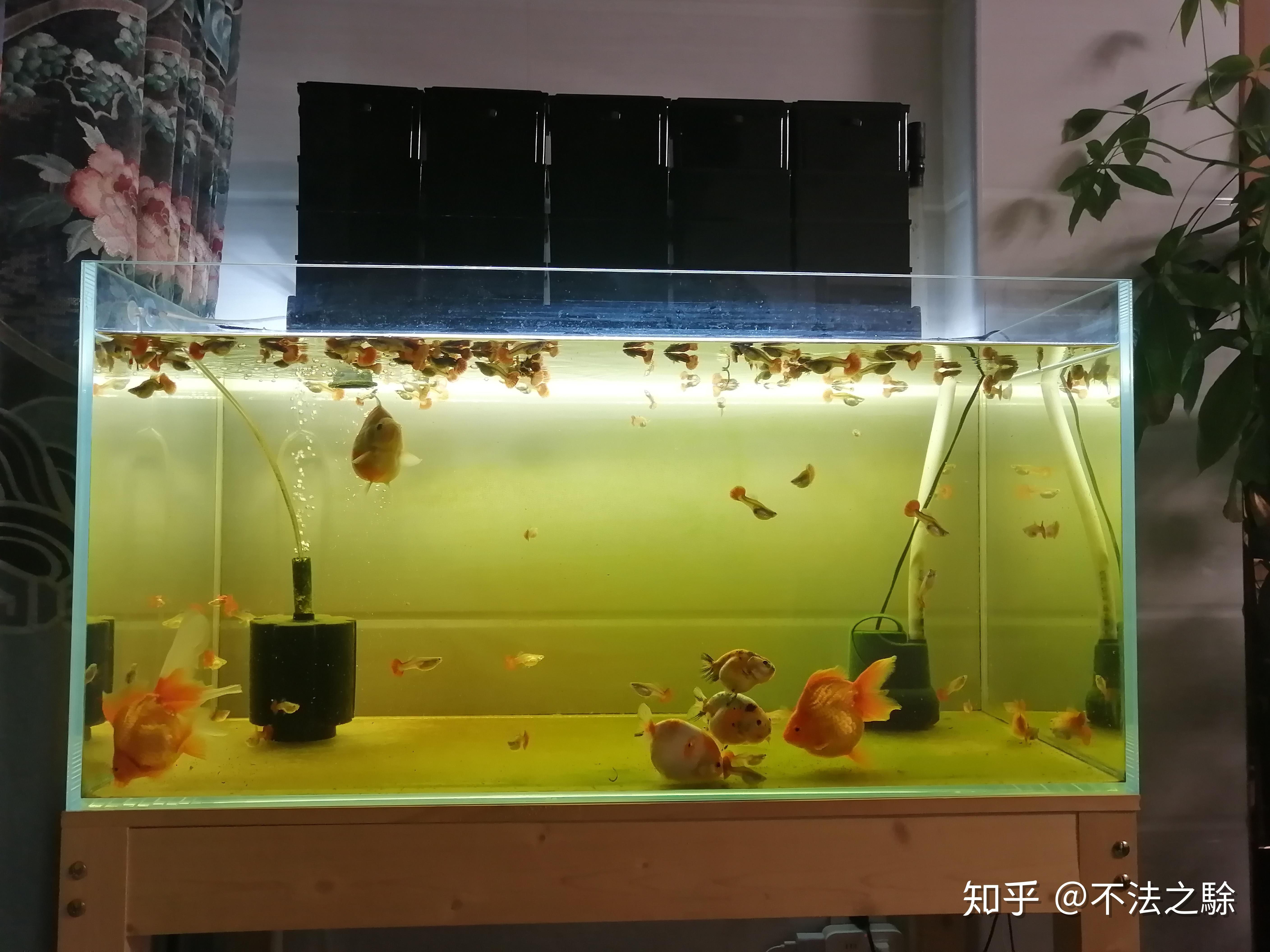 八爪魚(yú)能在魚(yú)缸里養(yǎng)嗎：八爪魚(yú)的養(yǎng)殖方法 魚(yú)缸百科 第3張