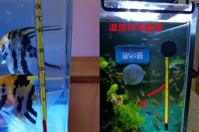 sunsun魚缸溫度怎么調(diào)節(jié)：sunsun森森魚缸溫度的調(diào)節(jié)方法 森森魚缸 第4張