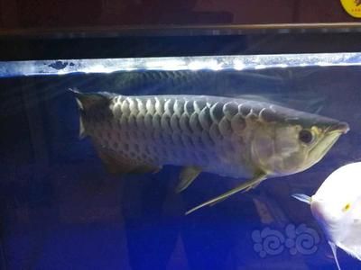 50公分龍魚(yú)換缸注意什么：龍魚(yú)換缸是一個(gè)需要精心操作的過(guò)程以減少對(duì)龍魚(yú)的潛在風(fēng)險(xiǎn) 龍魚(yú)百科 第2張