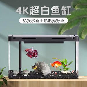 白魚(yú)缸養(yǎng)什么魚(yú)好看：適合在白色魚(yú)缸中飼養(yǎng)的幾種魚(yú)類(lèi) 魚(yú)缸百科 第3張