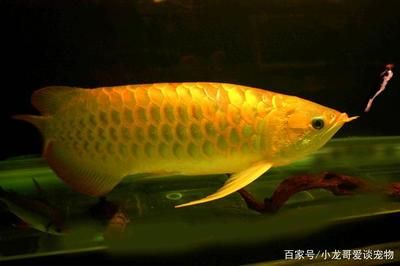 怎樣辨別金龍魚：怎樣鑒別金龍魚 龍魚百科 第1張