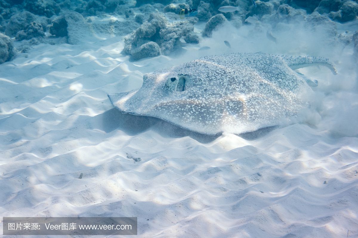 魟魚掉刺代表什么動物：魟魚掉刺代表什么動物，[需手動填充]魚掉刺代表什么動物 魟魚百科 第2張