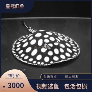 皇冠黑白魟魚(yú)視頻：皇冠黑白魟魚(yú)相關(guān)的視頻 魟魚(yú)百科 第1張