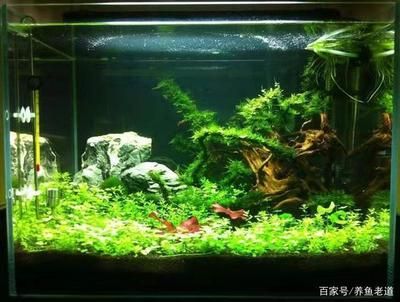 大型觀賞魚缸造景：魚缸造景一般分為以下幾個(gè)步驟魚缸造景的步驟和步驟 魚缸百科 第4張