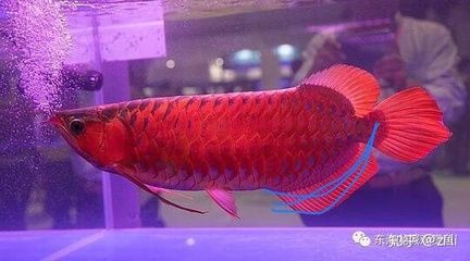 紅龍魚開燈多長時間能長大：紅龍魚開燈多長時間能長大呢？ 龍魚百科 第2張