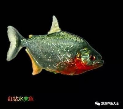 虎魚(yú)身形：虎魚(yú)的體型大小各異,一般來(lái)說(shuō),它們的體長(zhǎng)可以達(dá)到100～150厘米 虎魚(yú)百科 第1張