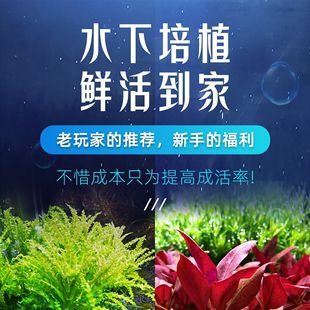 冬季魚缸水草培植：冬季魚缸水草的培植注意事項