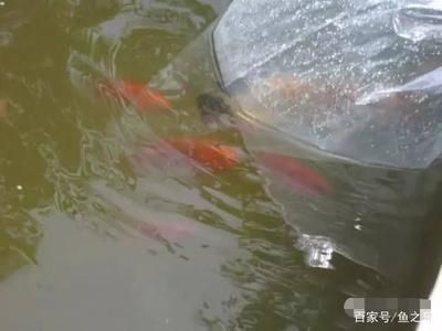 龍魚虎魚打架會打死嗎：龍魚和虎魚之間的打架通常是出于以下幾個原因：龍魚虎魚打架會打死嗎