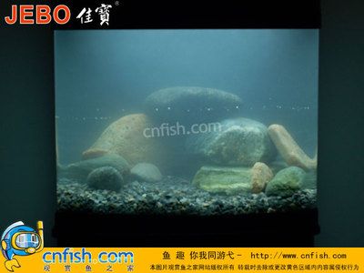 慈鯛魚缸造景60過濾：60公分的慈鯛魚缸造景和選擇合適的過濾系統(tǒng)是什么 魚缸百科 第1張