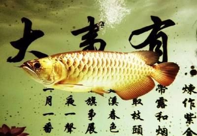 魟魚怎么養(yǎng)水質(zhì)：關(guān)于飼養(yǎng)魟魚時需要注意的水質(zhì)要求 魟魚百科 第3張