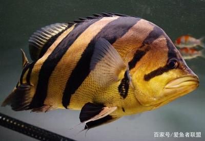 虎魚區(qū)別：虎魚與印尼虎魚的區(qū)別 虎魚百科 第2張