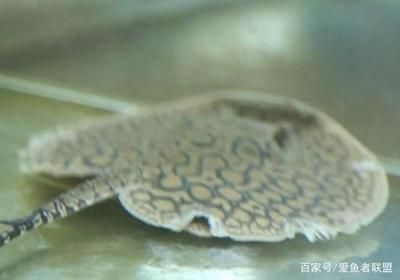 魟魚脫膜爛邊：魟魚脫膜爛邊可能是由多種因素引起的 魟魚百科 第2張