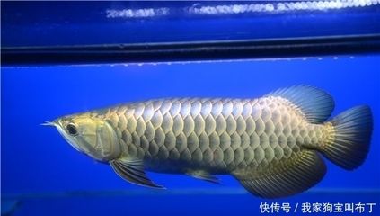 龍魚須彎了怎么辦：龍魚的胡須彎曲怎么辦？ 龍魚百科