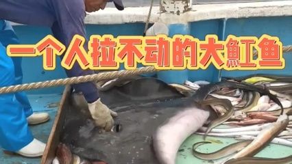 魟魚(yú)生產(chǎn)：關(guān)于魟魚(yú)生產(chǎn)的詳細(xì)信息 魟魚(yú)百科 第3張