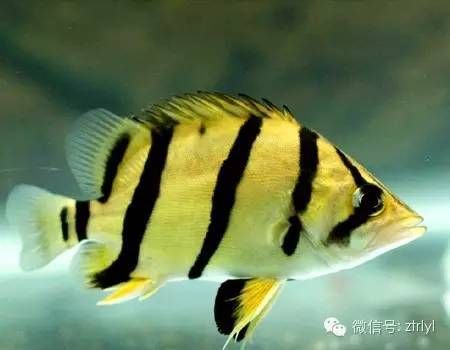 虎魚蒙眼病怎么治療視頻：關(guān)于虎魚蒙眼病的治療 虎魚百科 第3張