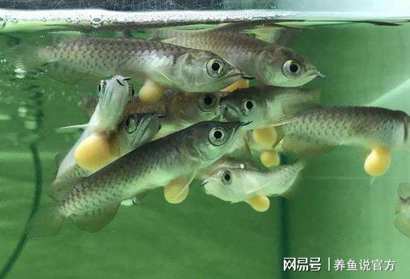 養(yǎng)龍魚的水位多高：養(yǎng)龍魚水位高度應(yīng)該控制在30-40厘米之間 龍魚百科 第2張