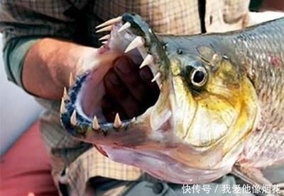 虎魚吃魚肉隔夜吐了怎么辦：虎魚吃魚肉隔夜吐了怎么辦虎魚吃魚肉隔夜吐了怎么辦 虎魚百科 第1張