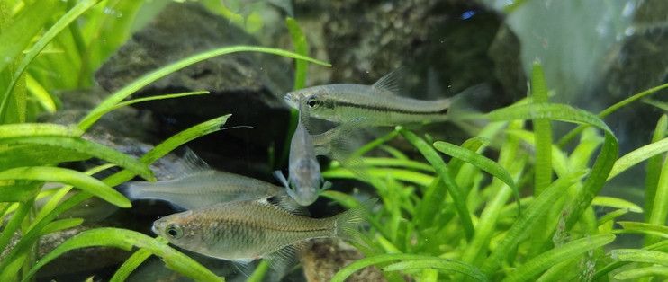 大魚(yú)水族魚(yú)缸怎么養(yǎng)活視頻：農(nóng)村阿芝提供的生態(tài)魚(yú)缸養(yǎng)魚(yú)方法，強(qiáng)調(diào)魚(yú)花共養(yǎng)和造景的重要性