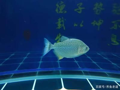 虎魚喂多會不會撐死魚：虎魚喂多會不會撐死魚，飼養(yǎng)者應(yīng)該采取適當(dāng)?shù)奈故巢呗? title=