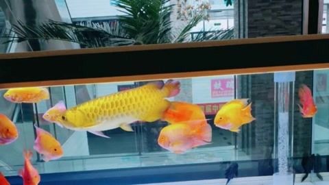 愛上魚魚缸是品牌嗎：愛上魚魚缸是一個(gè)存在的品牌嗎？ 魚缸百科 第1張