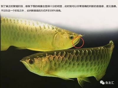 龍魚怎么分辨：如何分辨龍魚的一些主要特征和健康狀況 龍魚百科 第2張