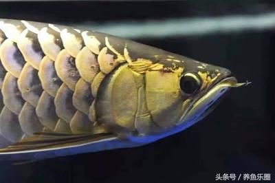 皇冠魟魚(yú)繁殖前征兆：皇冠魟魚(yú)繁殖前的征兆