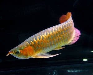 金龍魚古典藍價格：金龍魚古典藍價格一般多少錢？