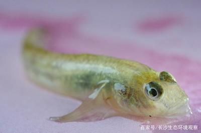 虎魚吃死魚嗎：如果虎魚長時間沒有食物來源，可能會被迫去吃死魚嗎 虎魚百科 第2張