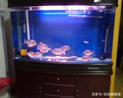 虎魚吃死魚嗎：如果虎魚長時間沒有食物來源，可能會被迫去吃死魚嗎 虎魚百科 第3張