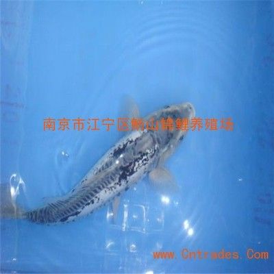 龍魚苗怎么選品種：選擇龍魚苗時(shí)需要考慮品種、體型、發(fā)育情況、年齡等