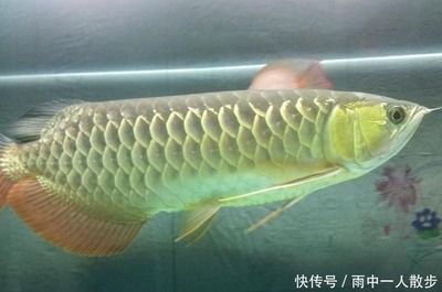 極品金龍魚什么價(jià)格能買到正品：1.5公斤的金龍魚可以賣到18萬元比黃金還貴 龍魚百科 第2張