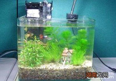 成品魚缸和自己做的魚缸哪個好：成品魚缸與自制魚缸的區(qū)別 魚缸百科 第1張