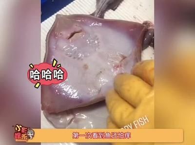 魟魚怕?lián)习W：魟魚怕?lián)习W[需手動填充][需手動填充]魚怕?lián)习W 魟魚百科 第2張