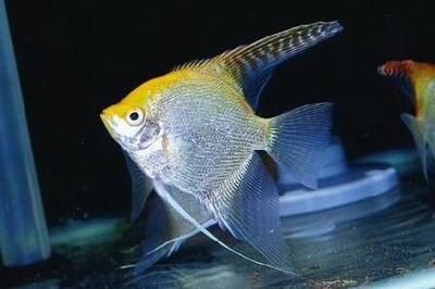 魟魚可以和什么魚混養(yǎng)：魟魚可以與什么魚混養(yǎng)，魟魚可以和什么魚混養(yǎng)嗎