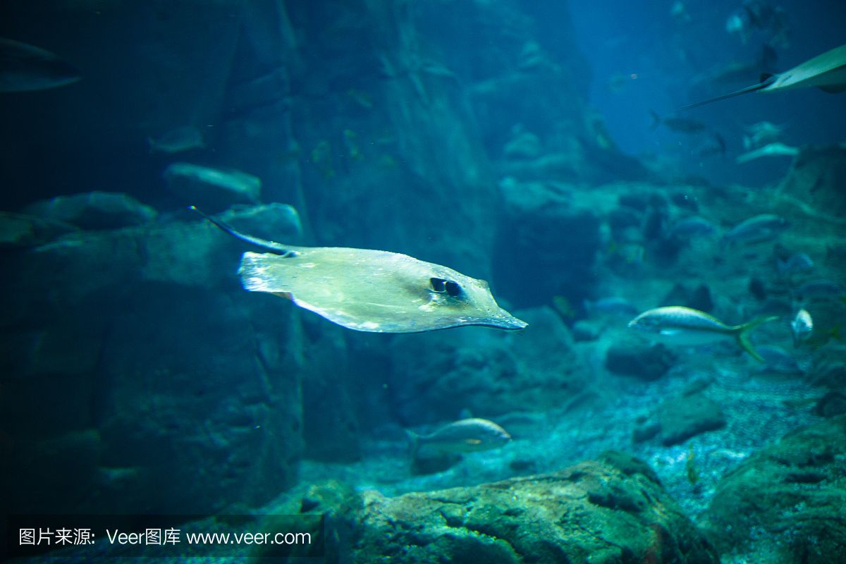 魔鬼魚 魟魚 鷂魚：魔鬼魚、魟魚和鰩魚在科屬和形態(tài)上有所不同