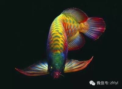 龍魚(yú)怎么讀：龍魚(yú)的讀音是longyu,龍魚(yú)怎么讀 龍魚(yú)百科 第1張