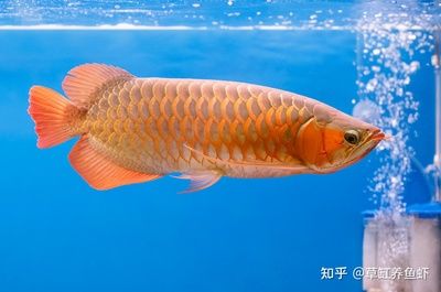 龍魚喂食方法和技巧圖解：龍魚喂食技巧和技巧圖解龍魚喂食方法和技巧圖解 龍魚百科 第3張