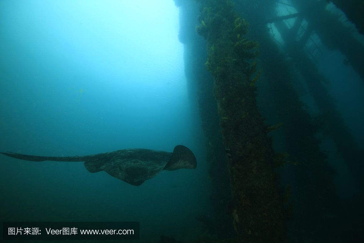 魟魚水位：關(guān)于魟魚水位的一些問題 魟魚百科 第2張