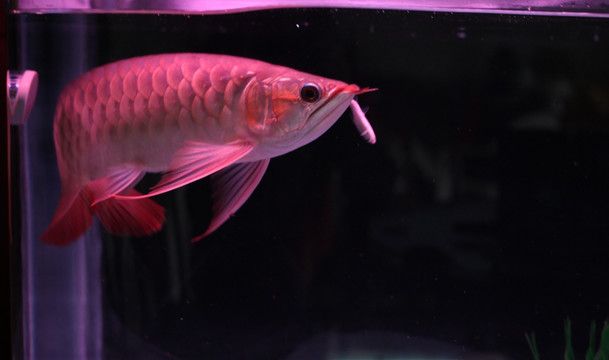 白玉紅龍魚是什么品種的魚