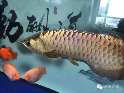 黑金魟魚成魚：黑金魟魚是一種淡水觀賞魚其成魚具有以下特點(diǎn)：黑金魟魚