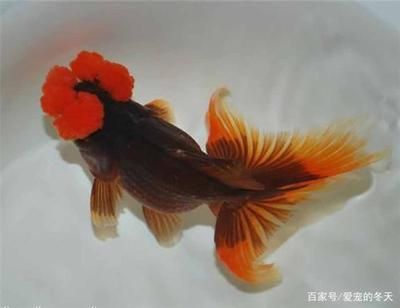 玻璃鋼魚(yú)缸和玻璃魚(yú)缸：玻璃鋼魚(yú)缸的優(yōu)點(diǎn)和缺點(diǎn) 魚(yú)缸百科 第2張