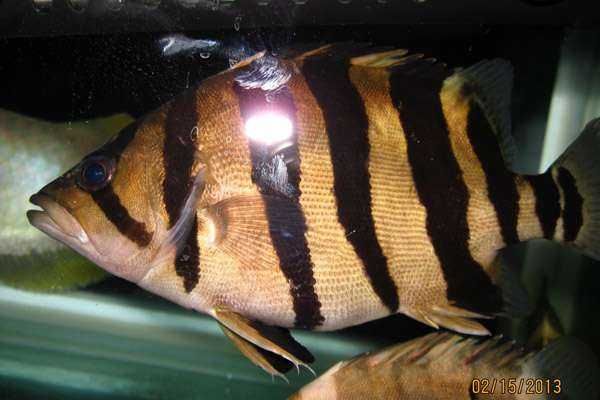 虎魚黑紋變淡了會死嗎：虎魚的黑紋變淡了會死嗎 虎魚百科 第1張